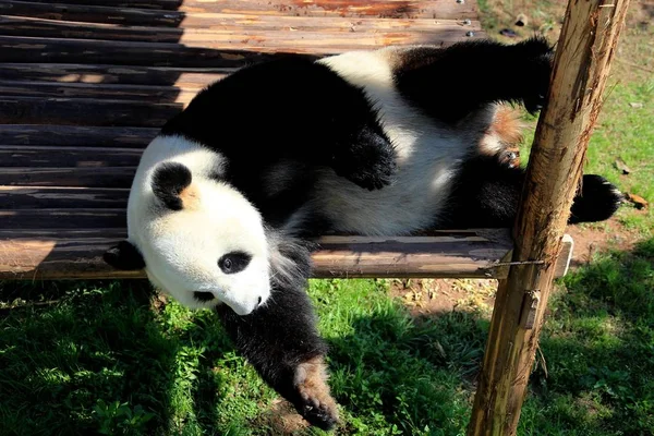 在中国东部安徽省黄山市秀宁县大熊猫生态公园 一只大熊猫在木架上玩耍 享受阳光 — 图库照片