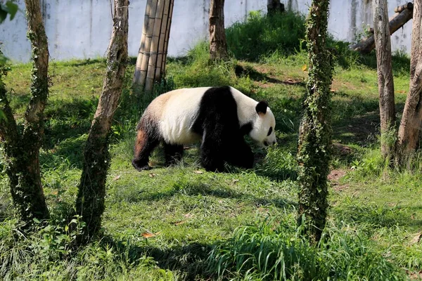 Panda Géant Erre Pour Profiter Soleil Parc Écologique Giant Panda — Photo
