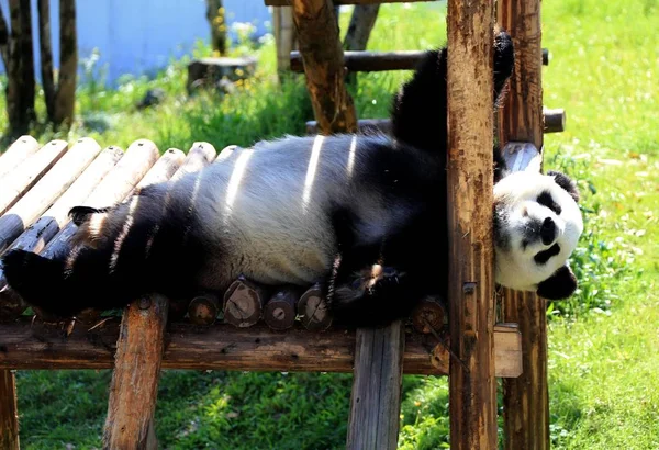 ジャイアントパンダは Xiuning 郡のジャイアントパンダ生態学的な公園で太陽を楽しむために木製のスタンドで再生します 黄山市 東中国の安徽州 月2016 — ストック写真