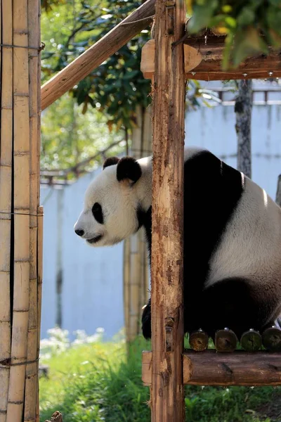 Giant Panda Rests Wooden Stand Enjoy Sun Giant Panda Ecological — Stock Photo, Image