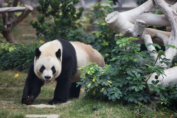 2016年2月13日 一只大熊猫在中国澳门的 Seac Van 公园徘徊 — 图库照片