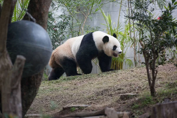 Egy Óriás Panda Vándorol Nél Seac Pai Furgon Park Ban — Stock Fotó