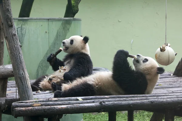 Riesenpandas Fressen Bambus Zoo Von Shanghai China April 2016 — Stockfoto