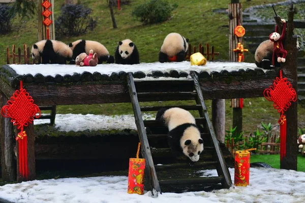 Óriás Panda Kölykeik Születésű Ban 2015 Volna Móka Egy Fából — Stock Fotó