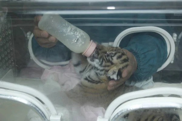 Китайский Работник Кормит Новорожденного Южно Китайского Тигра Инкубаторе Зоопарка Чунцин — стоковое фото