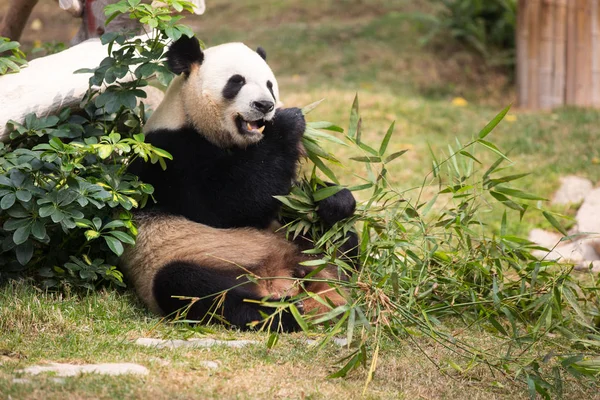 A giant panda eats bamboo at the Seac Pai Van Park in Macau, China, 13 February 2016