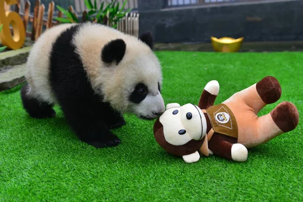 Filhote Panda Gigante Nascido 2015 Brinca Com Macaco Brinquedo Centro — Fotografia de Stock