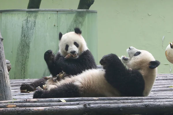 Riesenpandas Fressen Bambus Zoo Von Shanghai China April 2016 — Stockfoto