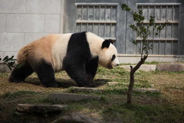 Egy Óriás Panda Vándorol Nél Seac Pai Furgon Park Ban — Stock Fotó