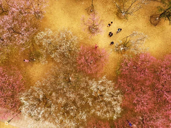Widok Lotu Ptaka Miejscu Malownicze West Lake Pokryte Śliwkowe Kwiaty — Zdjęcie stockowe