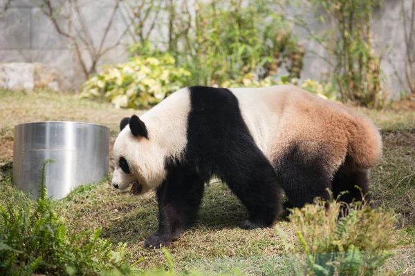 Panda Gigante Vagueia Seac Pai Van Park Macau China Fevereiro — Fotografia de Stock