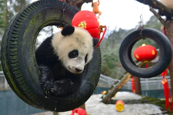 Een Jong Van Reuzenpanda Geboren 2015 Speelt Met Een Band — Stockfoto