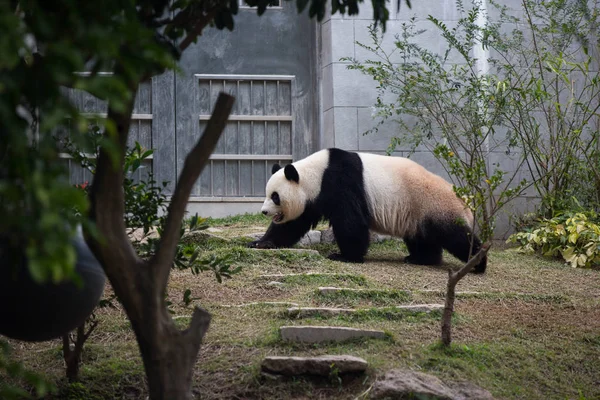 Dev Bir Panda Macau Çin Şubat 2016 Seac Pai Van — Stok fotoğraf