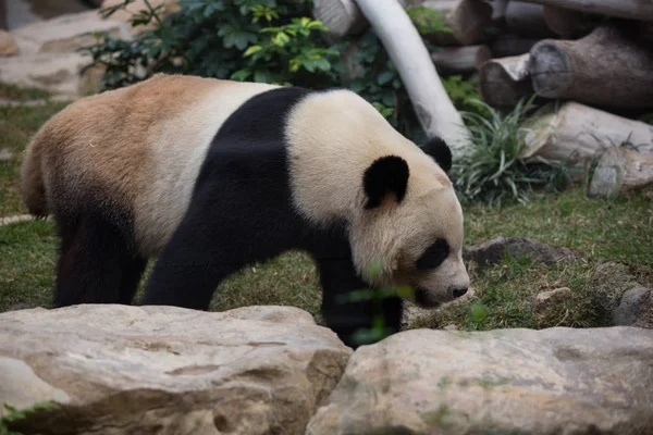 Giant Panda Wanders Seac Pai Van Park Macau China February — Stock Photo, Image