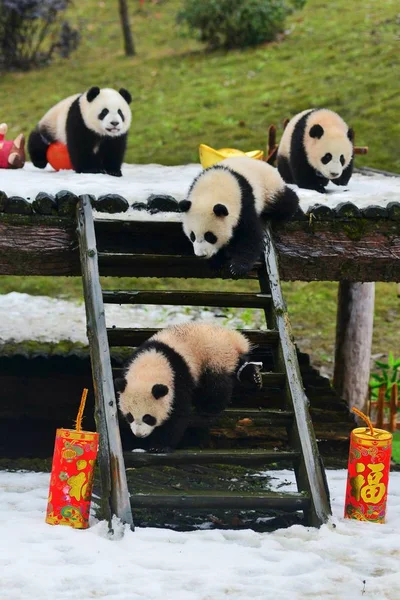 2015 Doğumlu Dev Panda Yavruları Chengdu Kentinde Dev Panda Çin — Stok fotoğraf