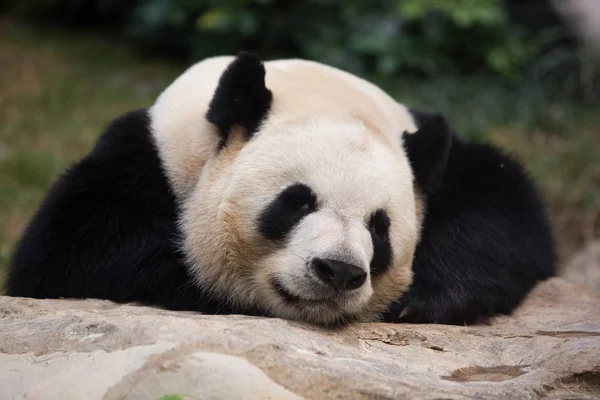 Гигантская Панда Покоится Камне Парке Seac Pai Van Park Макао — стоковое фото