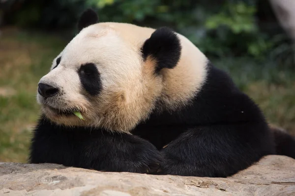 Obrovská Panda Odpočívá Kameni Seac Pai Van Park Macau Číně — Stock fotografie