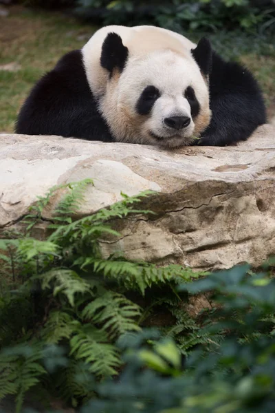 Ein Riesiger Panda Ruht Auf Einem Stein Meac Pai Van — Stockfoto