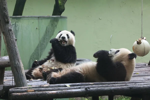 Гигантские Панды Едят Бамбук Шанхайском Зоопарке Шанхай Апреля 2016 — стоковое фото
