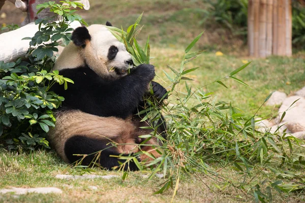 Panda Gigante Come Bambu Seac Pai Van Park Macau China — Fotografia de Stock