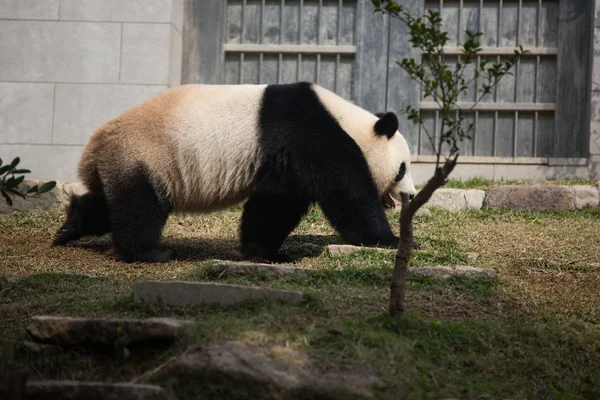 Gigantyczna Panda Wędruje Seac Pai Van Park Makau Chiny Luty — Zdjęcie stockowe