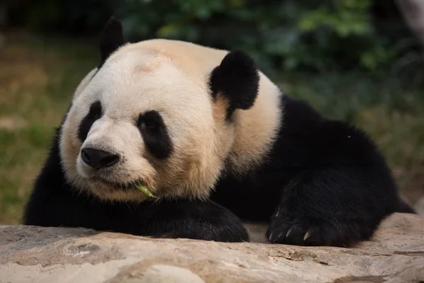Panda Gigante Repousa Sobre Uma Pedra Seac Pai Van Park — Fotografia de Stock