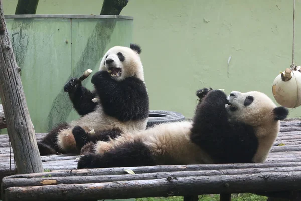Гигантские Панды Едят Бамбук Шанхайском Зоопарке Шанхай Апреля 2016 — стоковое фото