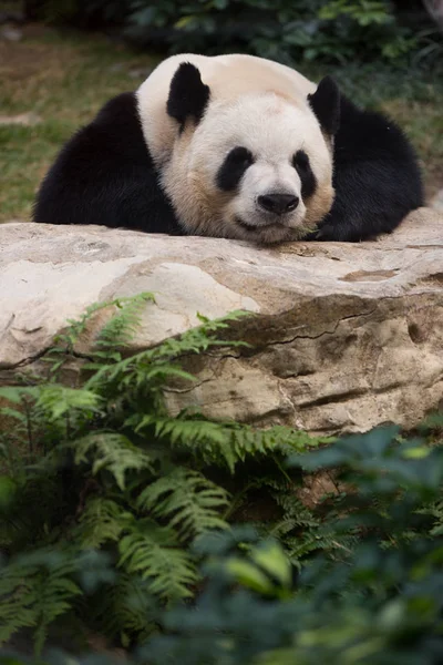 Panda Gigante Descansa Sobre Una Piedra Seac Pai Van Park — Foto de Stock