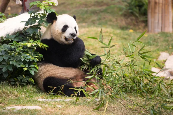 Obrovská Panda Žere Bambus Seac Pai Van Park Macau Číně — Stock fotografie