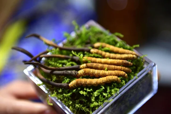 中国の従業員は 中国東部の浙江省のYiwu市の市場で 伝統的な中国医学 Tcm の一種であるコロジス または毛虫の真菌を示しています 2015年5月6日 — ストック写真