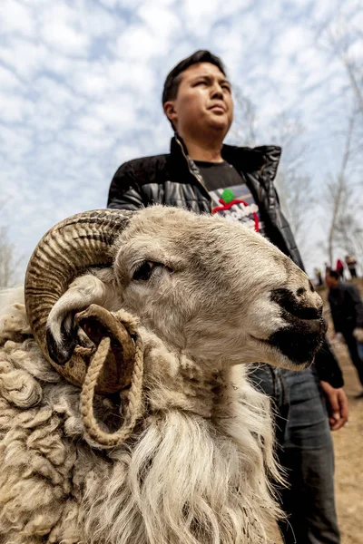 Chinese Villager Holds His Sheep Fight Another Lihejing Village Baidaokou — Stock Photo, Image