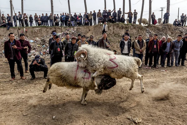Κινέζοι Χωρικοί Παρακολουθήστε Δύο Πρόβατα Που Πολεμούν Μεταξύ Τους Lihejing — Φωτογραφία Αρχείου
