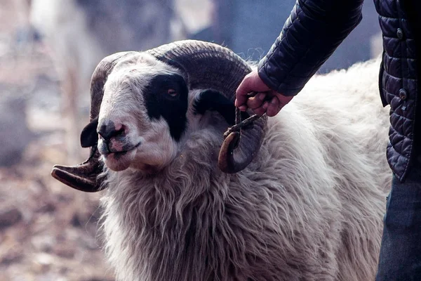 Çinli Bir Köylü Koyunlarını Dövüşten Önce Karşı Başka Bir Tutar — Stok fotoğraf