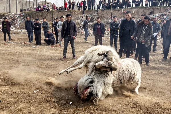 Κινέζοι Χωρικοί Παρακολουθήστε Δύο Πρόβατα Που Πολεμούν Μεταξύ Τους Lihejing — Φωτογραφία Αρχείου