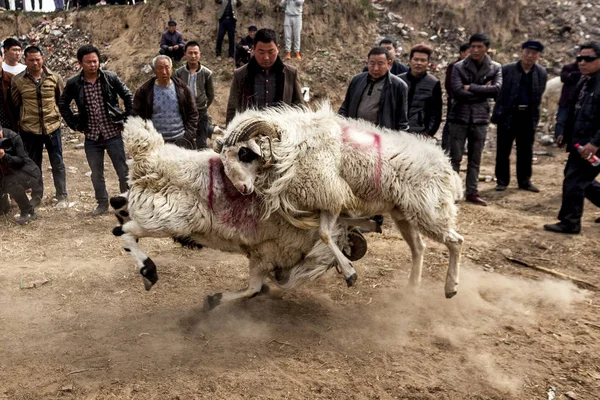 Les Villageois Chinois Regardent Deux Moutons Battre Dans Village Lihejing — Photo