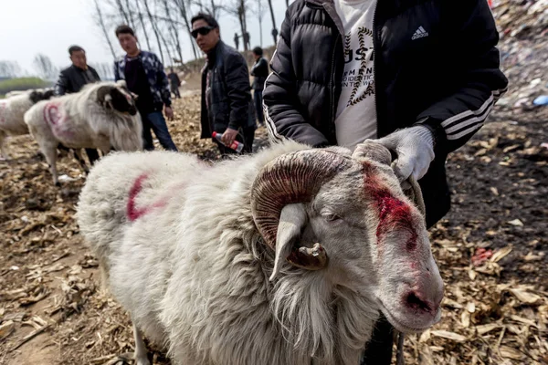 Μια Κινεζική Χωρικός Κατέχει Πρόβατά Του Τραυματίστηκαν Μια Μάχη Εναντίον — Φωτογραφία Αρχείου