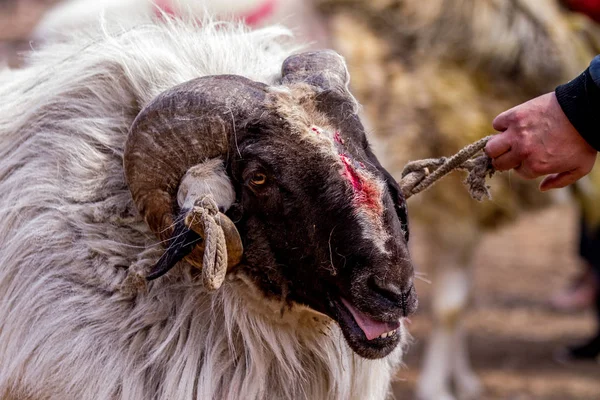 Çinli Bir Köylü Başka Bir Mücadele Lihejing Köyü Baidaokou Kasaba — Stok fotoğraf