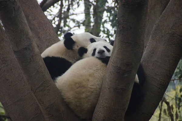 Giant Pandaer Hviler Træ Chengdu Research Base Giant Panda Avl - Stock-foto