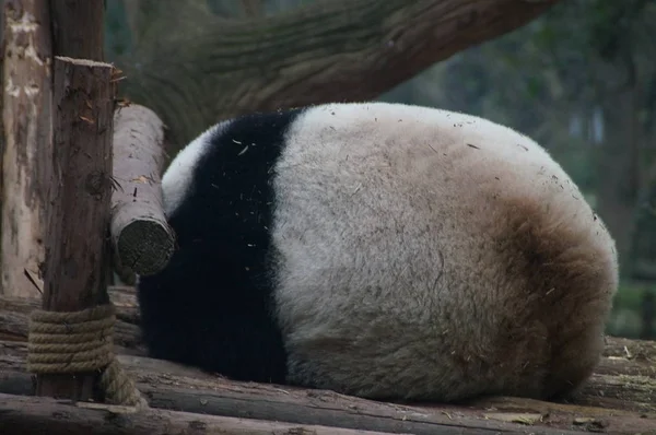 Obrovská Panda Odpočívá Dřevěném Stojanu Chengdu Research Base Cheng2016 Oblasti — Stock fotografie