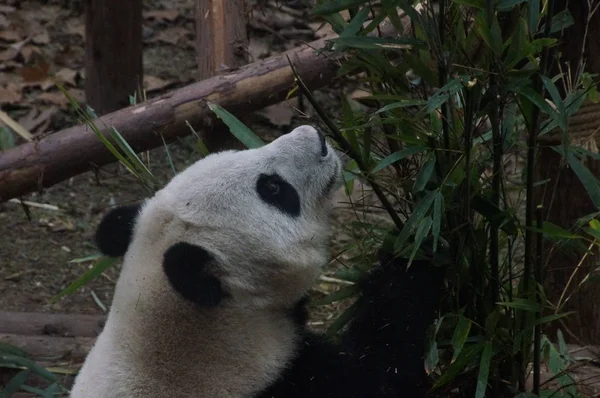 Panda Gigante Come Bambú Base Investigación Chengdu Cría Panda Gigante — Foto de Stock