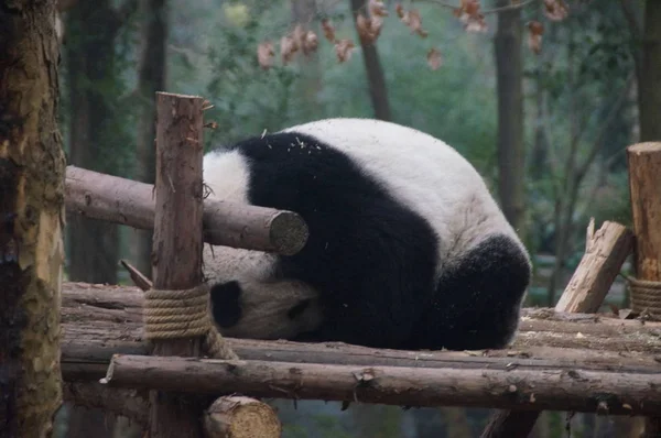 Panda Gigante Descansa Sobre Soporte Madera Base Investigación Chengdu Cría —  Fotos de Stock
