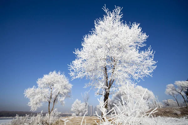 Погляд Rime Покриті Деревами Уздовж Річки Songhua Jilin Міста Північно — стокове фото