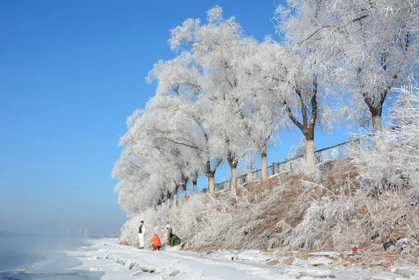 Погляд Rime Покриті Деревами Уздовж Річки Songhua Jilin Міста Північно — стокове фото