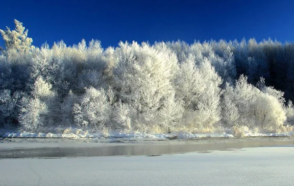 Uitzicht Met Rime Bedekte Bomen Xunke County Heihe City Noordoost — Stockfoto