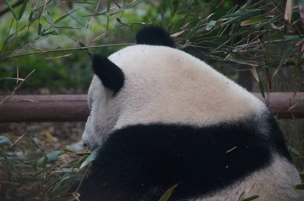 Egy Óriás Panda Eszik Bambusz Nél Chengdu Kutatás Alap Ból — Stock Fotó