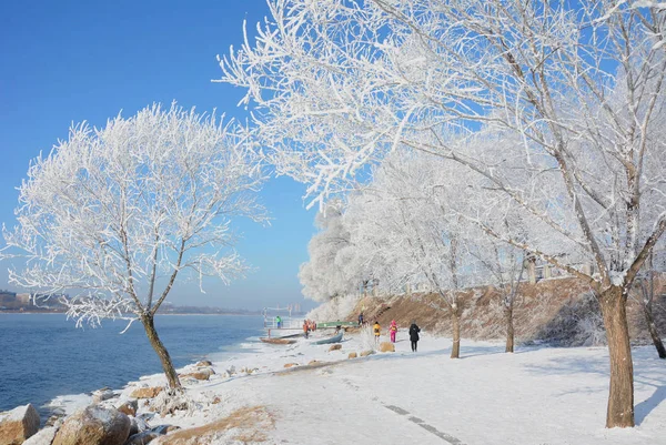 Vue Des Arbres Couverts Rime Long Rivière Songhua Dans Ville — Photo