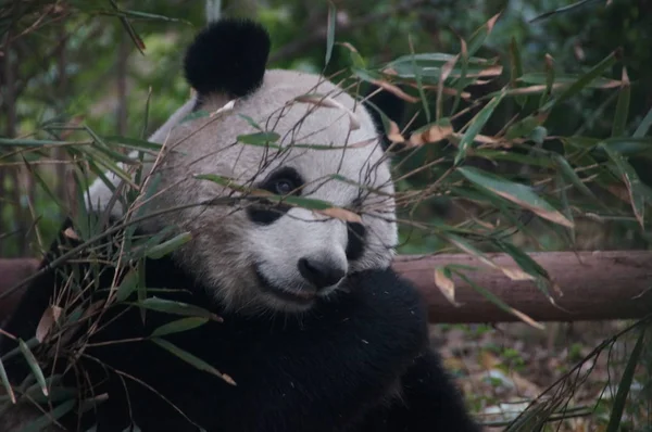 Egy Óriás Panda Eszik Bambusz Nél Chengdu Kutatás Alap Ból — Stock Fotó