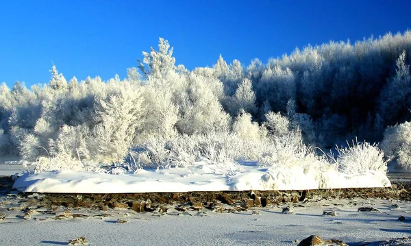 Uitzicht Met Rime Bedekte Bomen Xunke County Heihe City Noordoost — Stockfoto