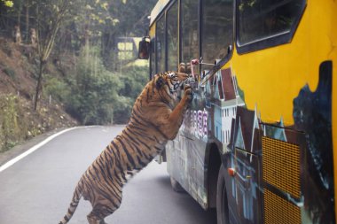 A tiger tries to grab food offered by tourists inside a sightseeing bus at the wildlife world in the Locajoy Holiday Theme Park in Chongqing, China, 8 January 2016 clipart
