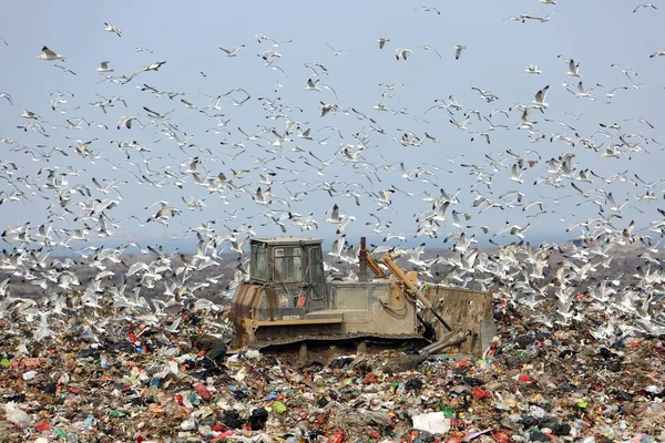 Milhares Gaivotas Pairam Sobre Aterro Sanitário Para Procurar Comida Cidade — Fotografia de Stock